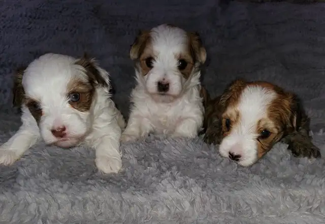 3 Morkie boys!