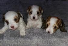 3 Morkie boys!