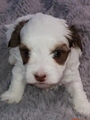 3 Morkie boys! - Photo 2