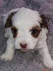 3 Morkie boys! - Photo 2