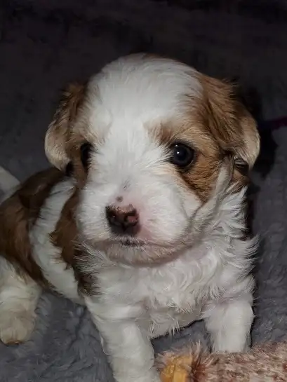 3 Morkie boys! - Photo 3