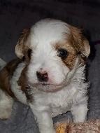 3 Morkie boys! - Photo 3