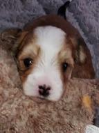 3 Morkie boys! - Photo 4