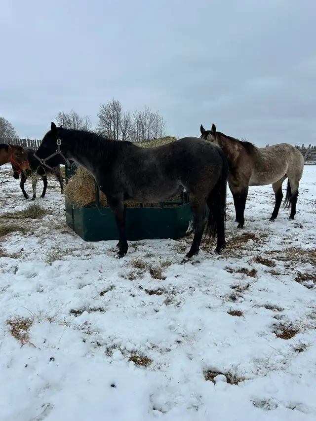 BLUE ROAN MARE