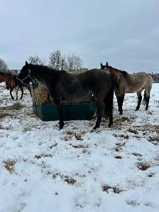 BLUE ROAN MARE