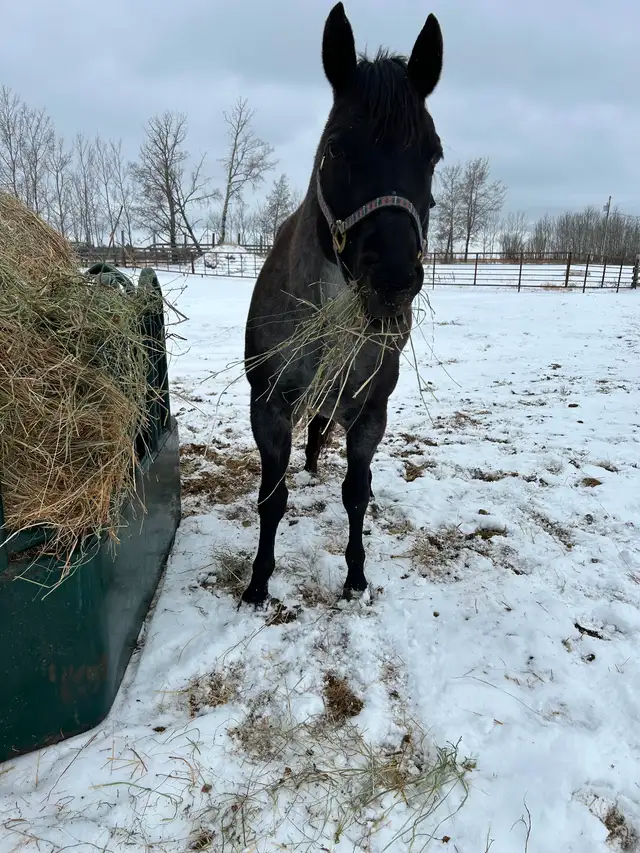 BLUE ROAN MARE - Photo 2