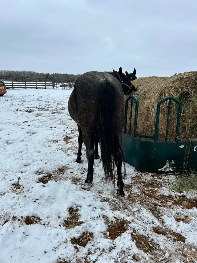 BLUE ROAN MARE - Photo 3