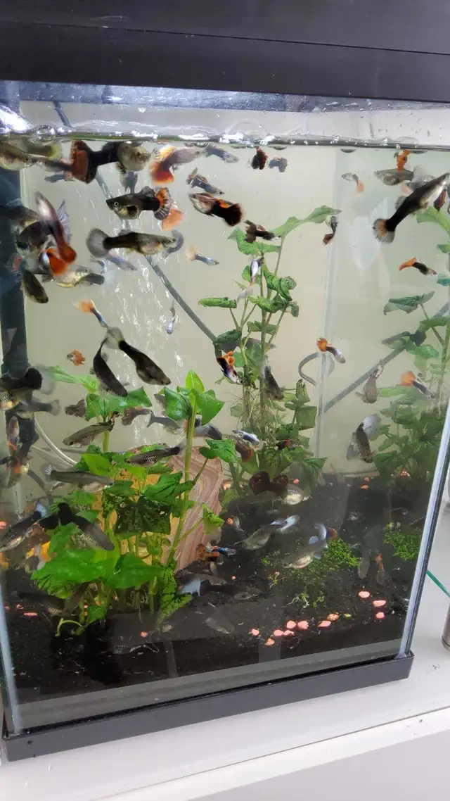 Fish Tank with Guppies