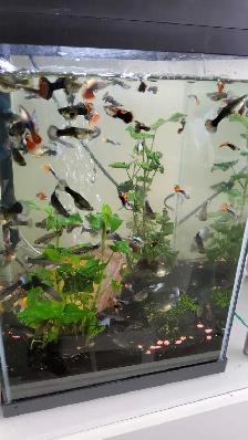 Fish Tank with Guppies