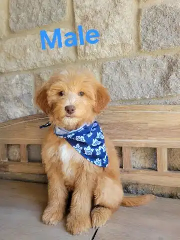 MINI F1B GOLDENDOODLE LOOKING FOR LOVE