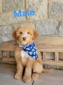 MINI F1B GOLDENDOODLE LOOKING FOR LOVE