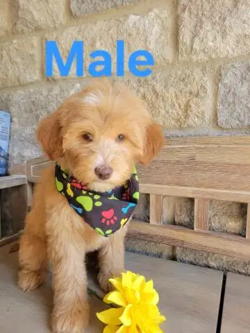 MINI F1B GOLDENDOODLE LOOKING FOR LOVE - Photo 2