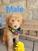 MINI F1B GOLDENDOODLE LOOKING FOR LOVE - Photo 2