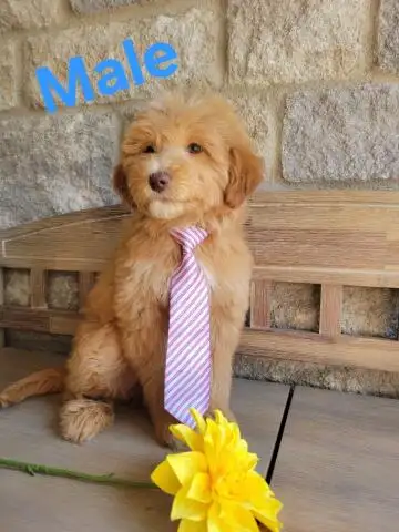 MINI F1B GOLDENDOODLE LOOKING FOR LOVE - Photo 3