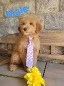 MINI F1B GOLDENDOODLE LOOKING FOR LOVE - Photo 3