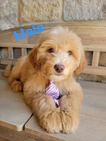 MINI F1B GOLDENDOODLE LOOKING FOR LOVE - Photo 4