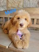 MINI F1B GOLDENDOODLE LOOKING FOR LOVE - Photo 4