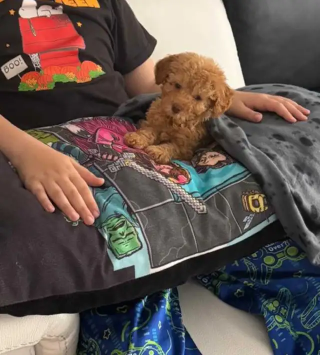 toy poodle