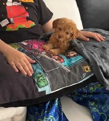 toy poodle