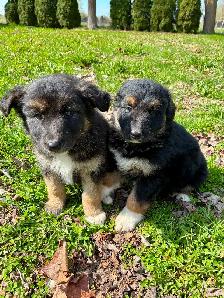 German Shepherd X Puppies READY TO GO