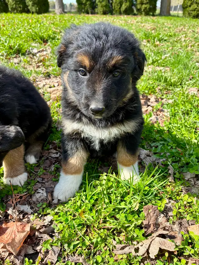 German Shepherd X Puppies READY TO GO - Photo 2