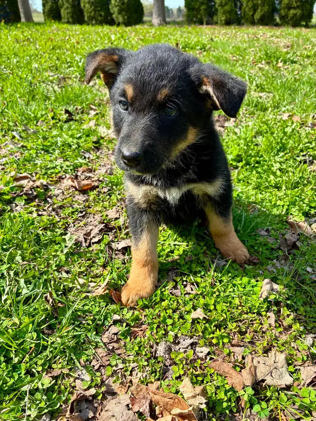 German Shepherd X Puppies READY TO GO - Photo 3