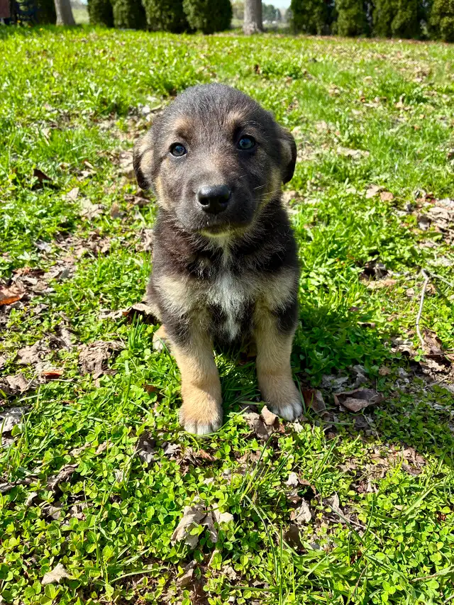 German Shepherd X Puppies READY TO GO - Photo 4