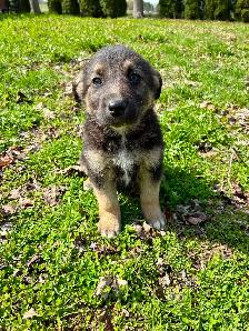 German Shepherd X Puppies READY TO GO - Photo 4