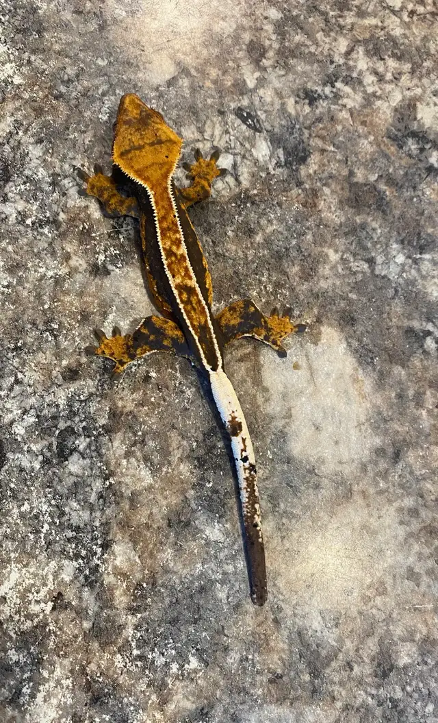 Pinstripe Female Crested Gecko