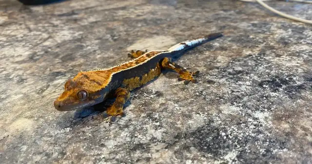 Pinstripe Female Crested Gecko - Photo 2
