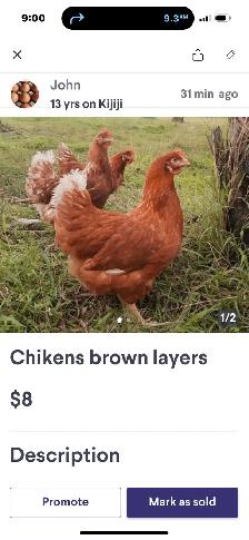 Chikens Brown layers