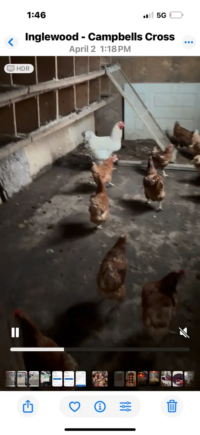 Chikens Brown layers - Photo 4