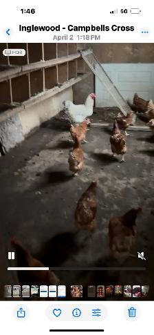 Chikens Brown layers - Photo 4
