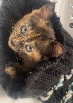 FEMALE KITTEN $50