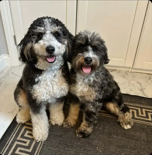 Mini Bernedoodles coming soon!
