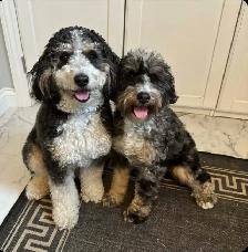 Mini Bernedoodles coming soon!