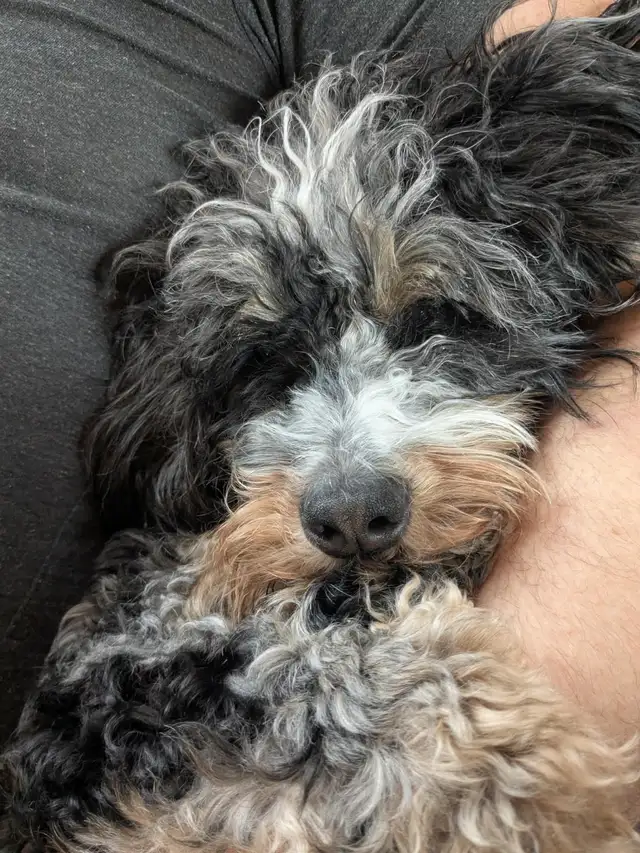 Mini Bernedoodles coming soon! - Photo 3
