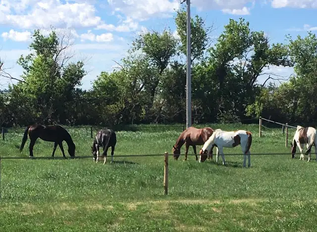 Pasture Board - where horses come first!