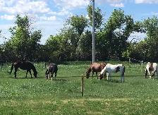 Pasture Board - where horses come first!
