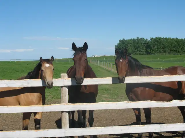 Pasture Board - where horses come first! - Photo 2