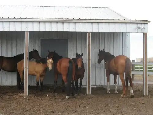 Pasture Board - where horses come first! - Photo 3