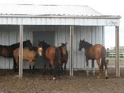 Pasture Board - where horses come first! - Photo 3