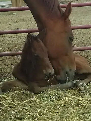 Pasture Board - where horses come first! - Photo 4