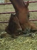 Pasture Board - where horses come first! - Photo 4