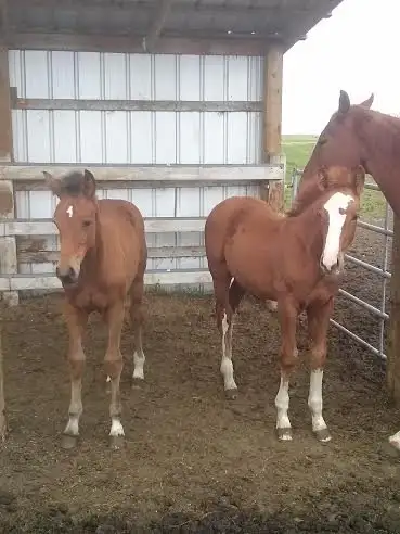 Pasture Board - where horses come first! - Photo 5