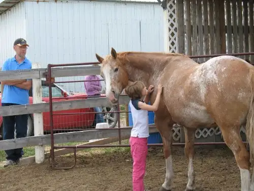 Pasture Board - where horses come first! - Photo 6
