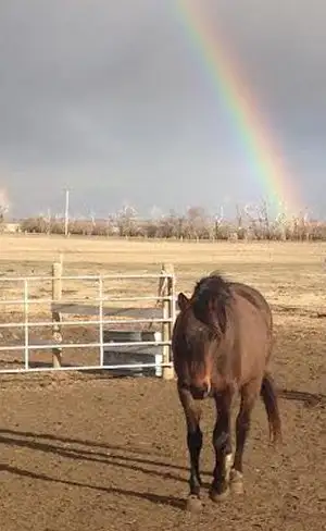 Pasture Board - where horses come first! - Photo 7