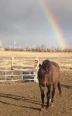 Pasture Board - where horses come first! - Photo 7