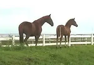 Pasture Board - where horses come first! - Photo 8