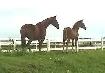 Pasture Board - where horses come first! - Photo 8